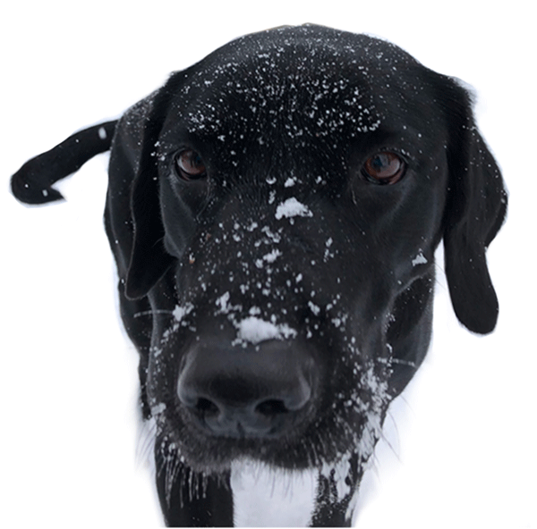 black lab cutout in snow